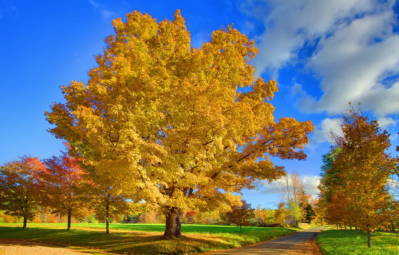 Фото обои дорога, осень, небо, листья, облака, природа, парк, дерево