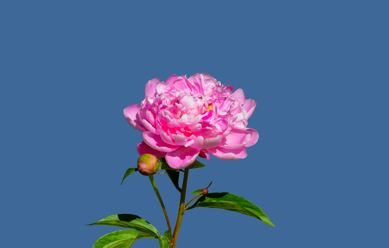 Фото обои flower, peony, pexels