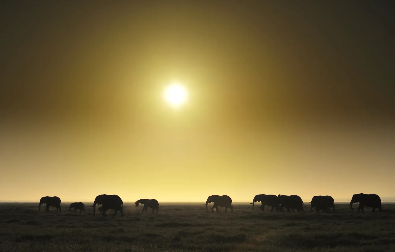 Фото обои поле, закат, горизонт, слоны, стадо, живая природа