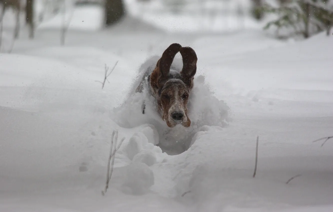 Фото обои снег, скорость, собака, полёт, уши