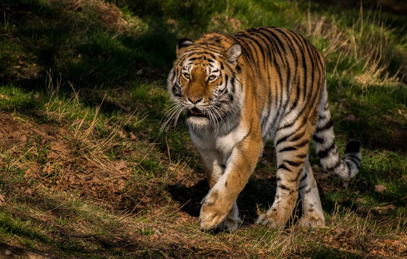 Фото обои лето, трава, взгляд, морда, свет, природа, тигр, поза