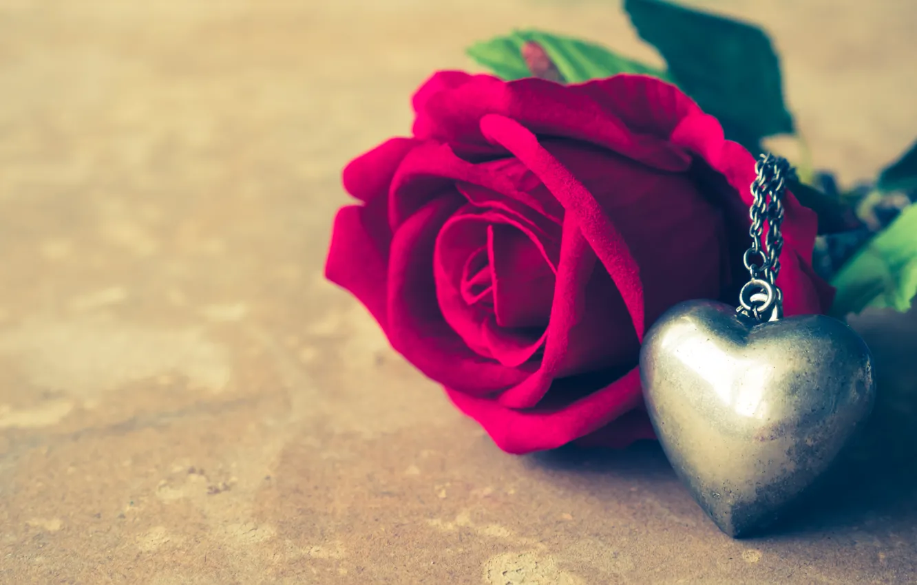 Фото обои цветы, подарок, сердце, роза, кулон, red, love, красная