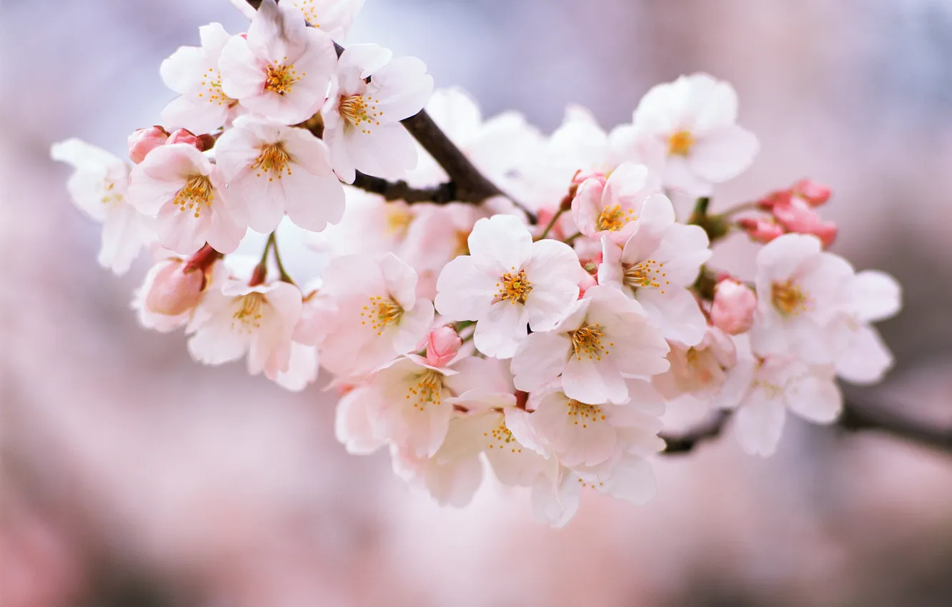 Фото обои цветы, природа, вишня, ветка, весна, лепестки, цветение