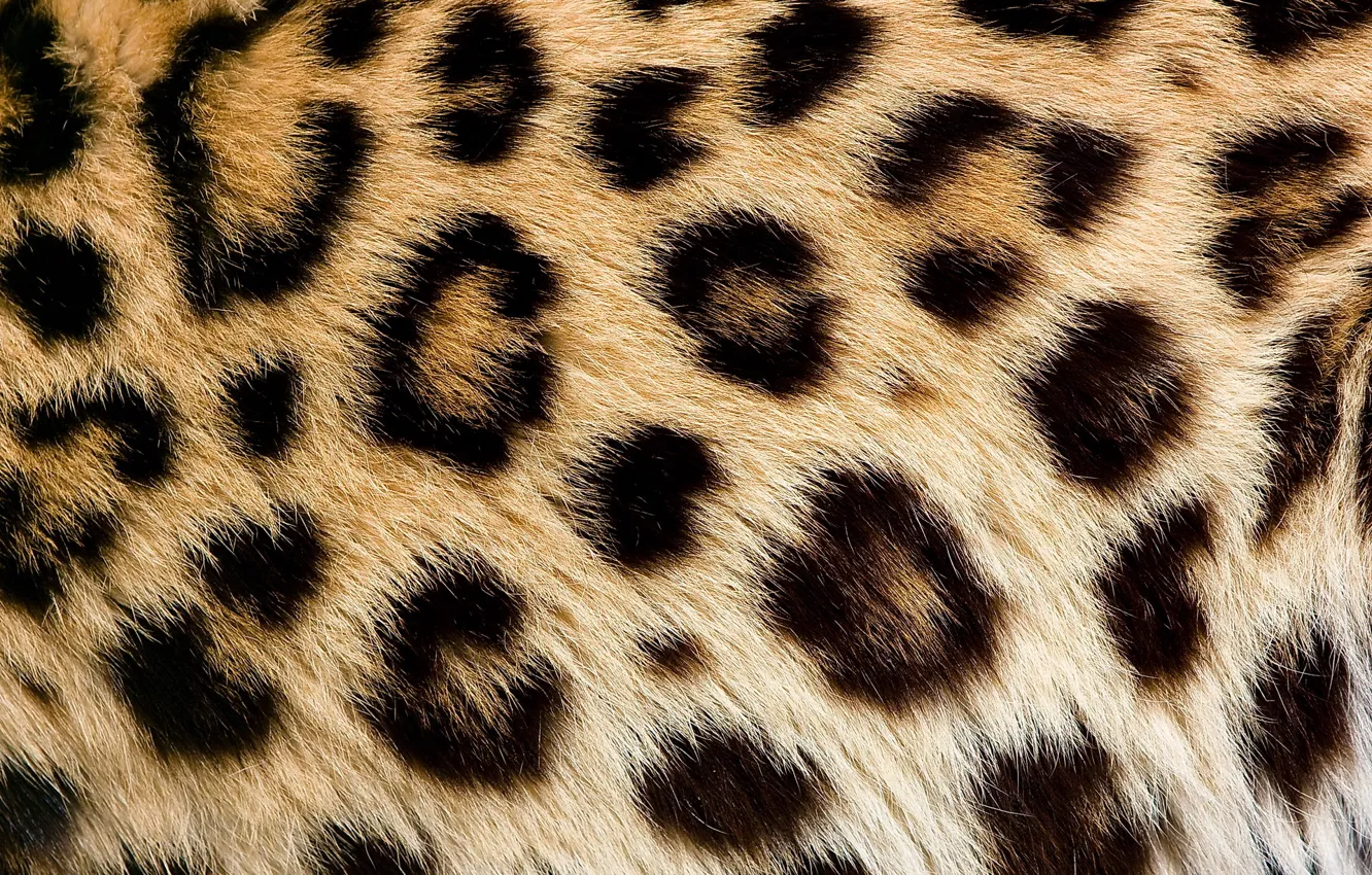 Фото обои текстура, шерсть, пятна, леопард, мех