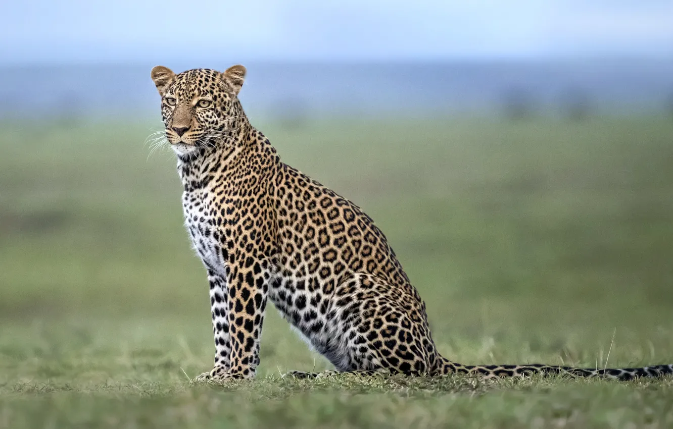 Фото обои леопард, саванна, Африка, leopard, Africa, savannah