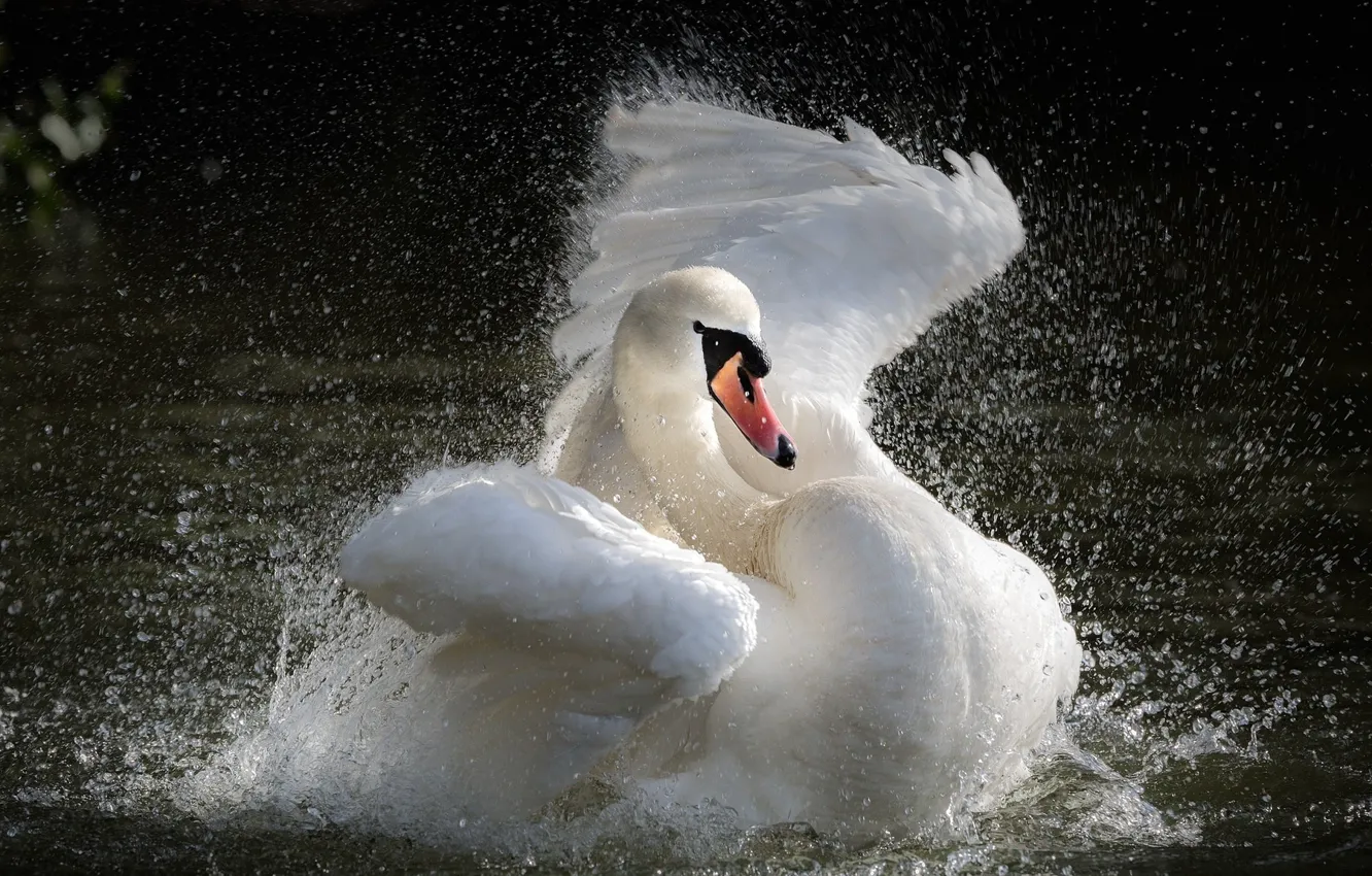 Фото обои вода, брызги, озеро, лебедь, Swan, splashing, the water, the lake