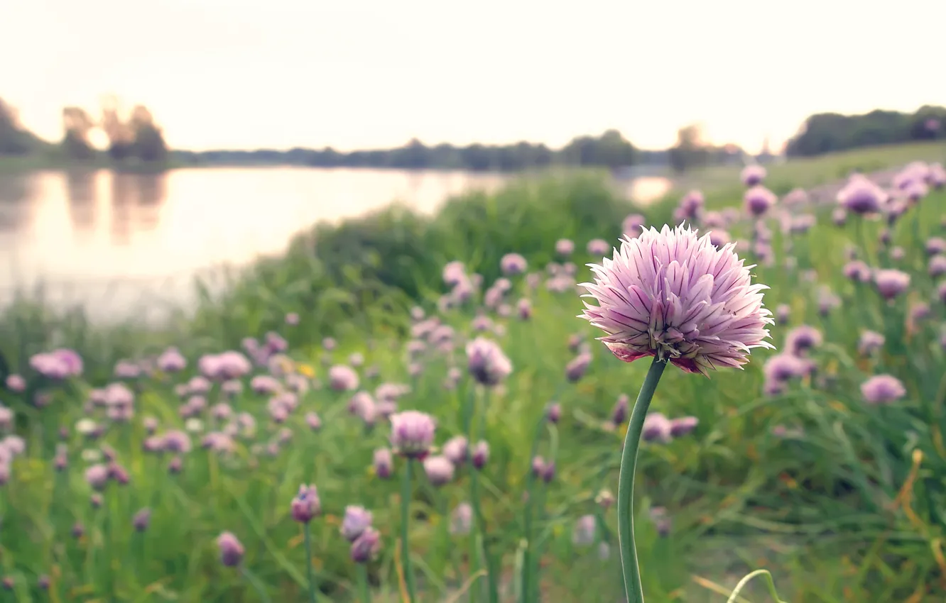 Фото обои цветы, природа, озеро, поляна, лук, розовые, шапки