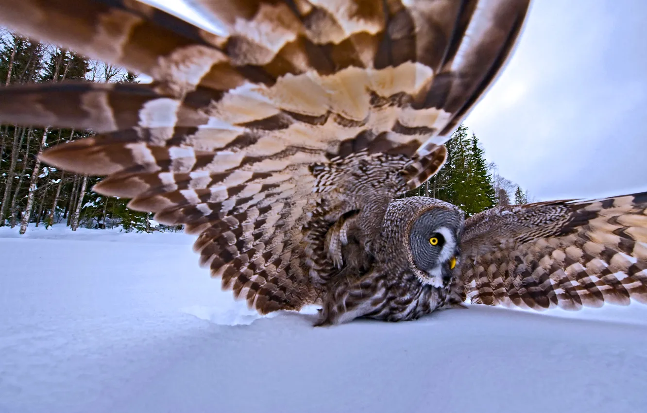 Фото обои зима, снег, деревья, природа, птица, крылья, перья, охота