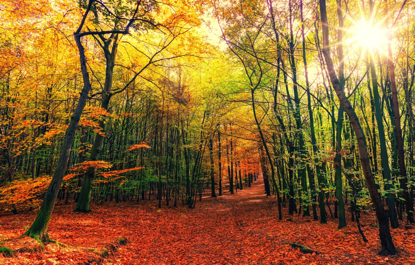 Фото обои осень, листья, солнце, лучи, деревья, багрянец
