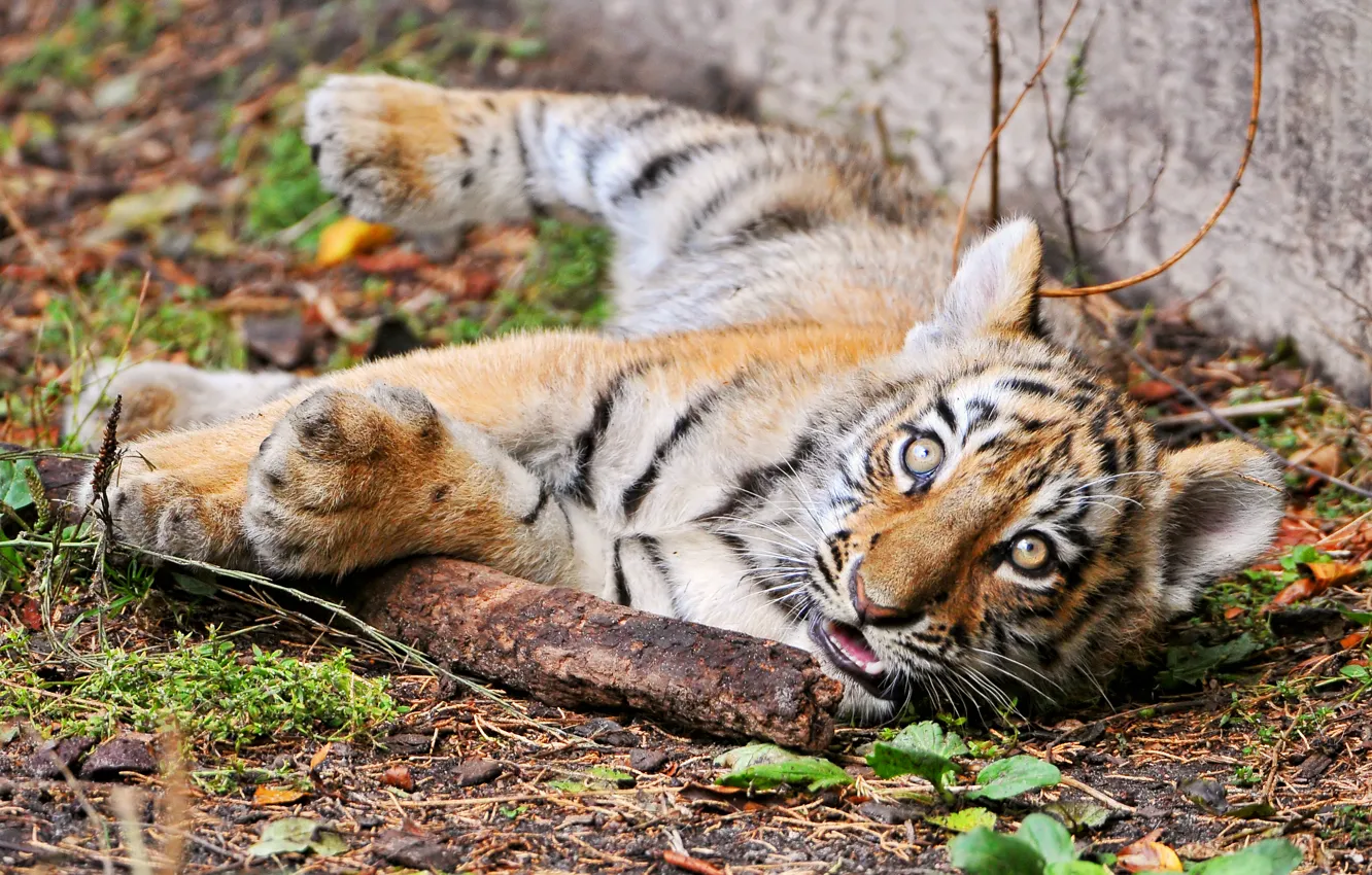 Фото обои кошка, взгляд, тигр, детеныш, тигренок, палка, амурский, ©Tambako The Jaguar