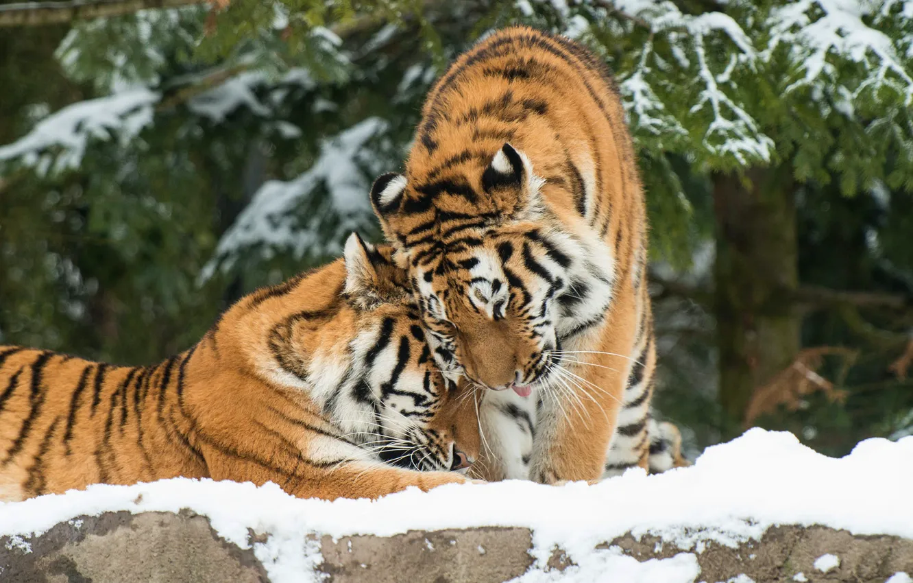 Фото обои зима, снег, пара, ласка, тигры, два тигра
