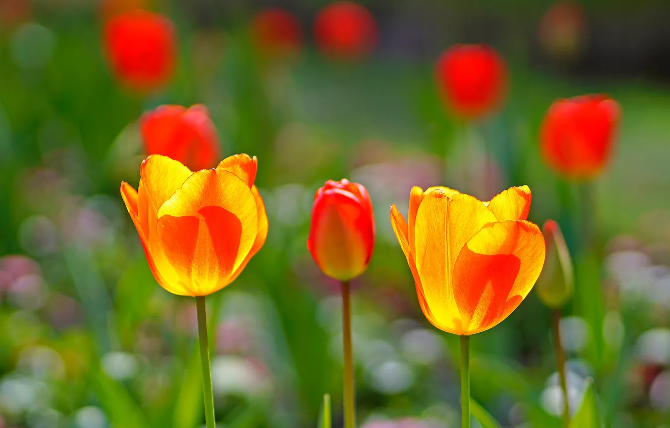 Фото обои свет, цветы, яркие, весна, желтые, сад, тюльпаны, красные