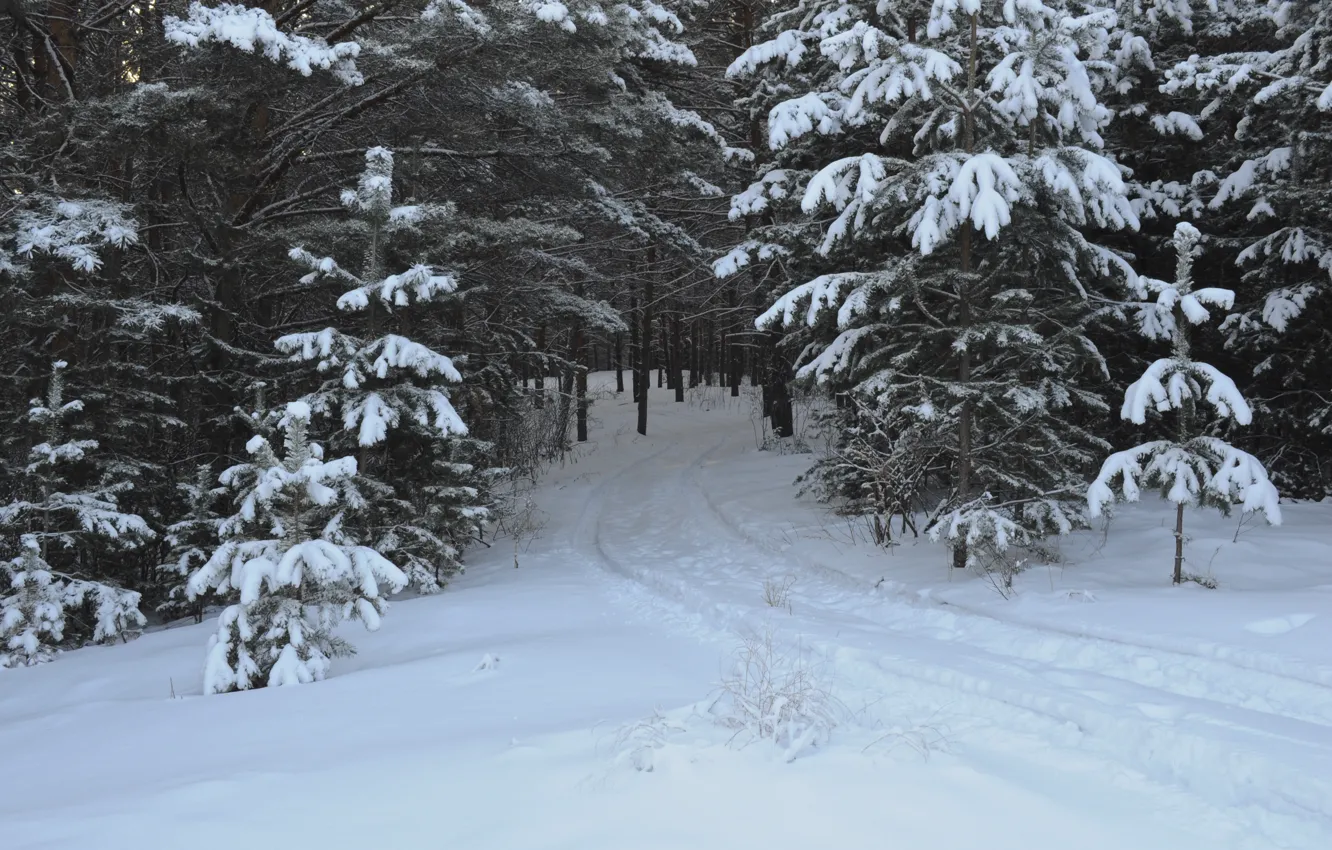 Фото обои лес, снег, деревья, следы, Зима, мороз, дорожка, forest