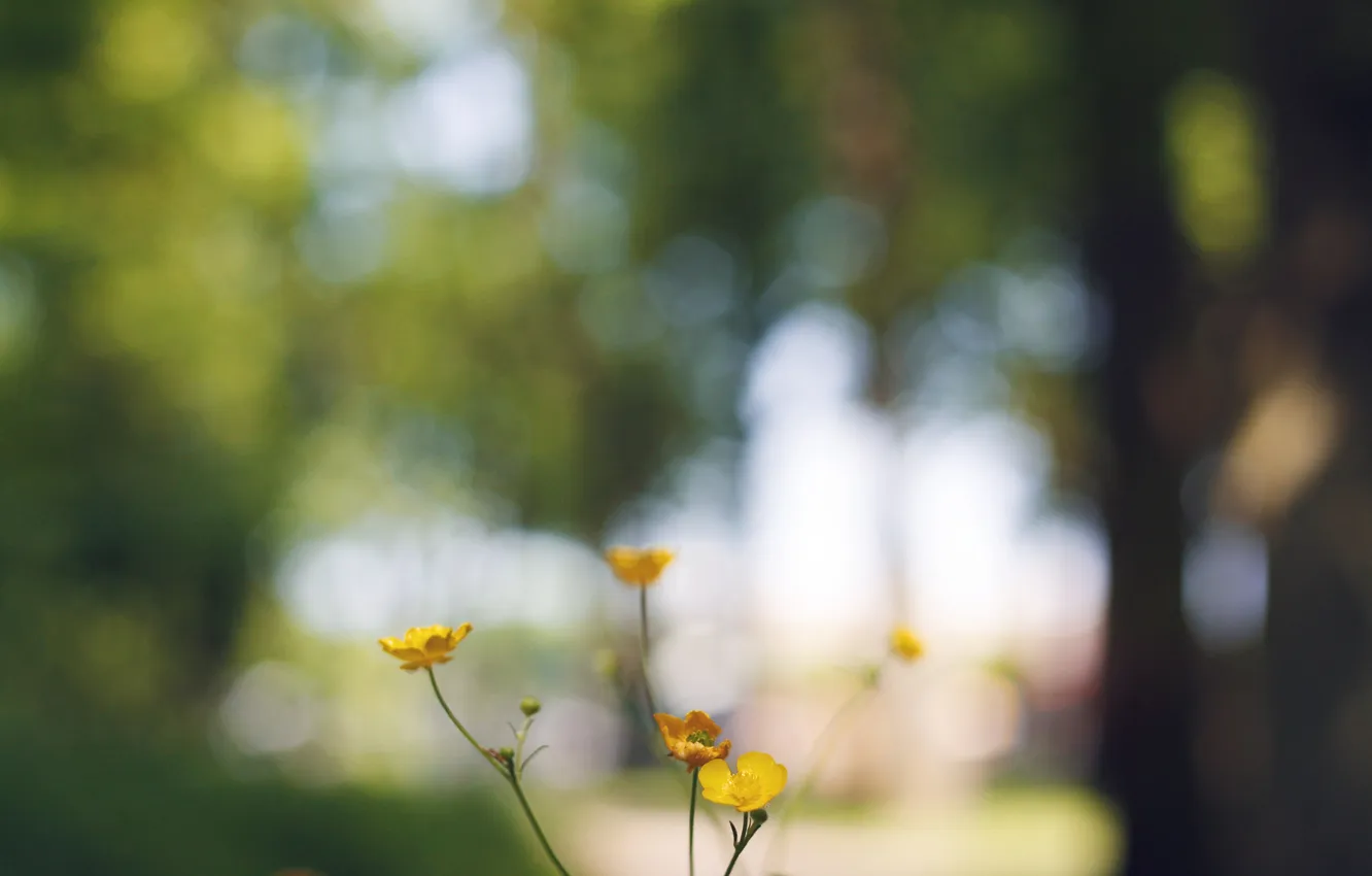 Фото обои цветы, желтые, лепестки