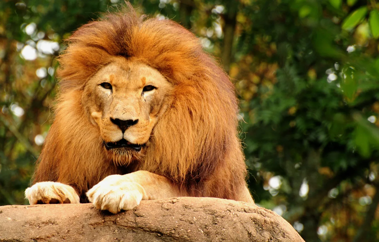 Фото обои животные, обои, лев, царь зверей