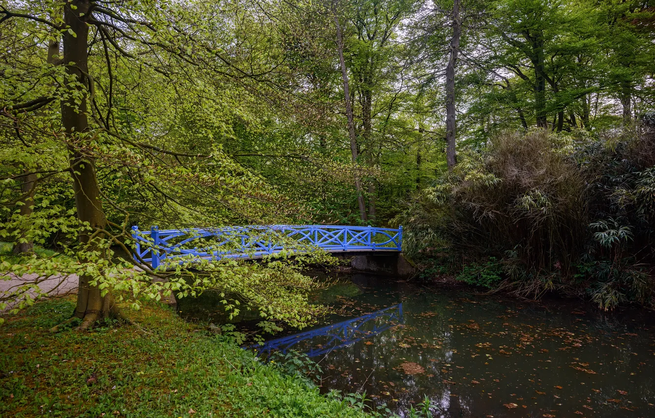 Фото обои деревья, мост, пруд, парк, Нидерланды, тропинка, Elswout