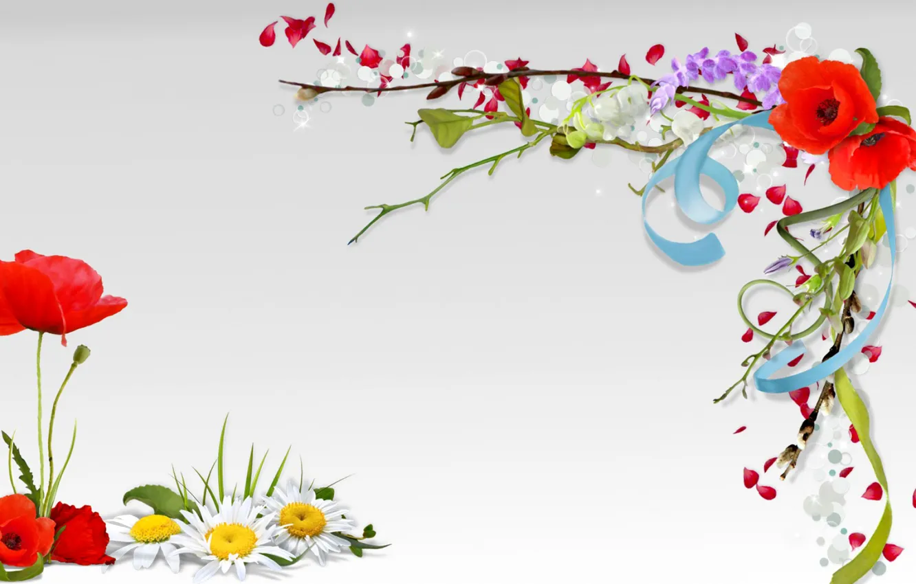 Фото обои цветы, коллаж, мак, весна, лепестки, ромашка, открытка