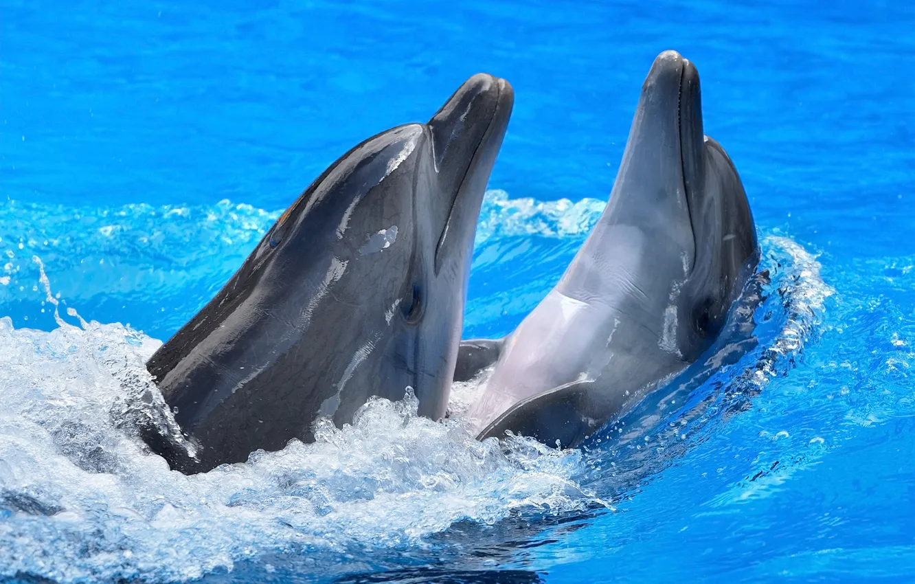 Фото обои вода, блики, дельфины