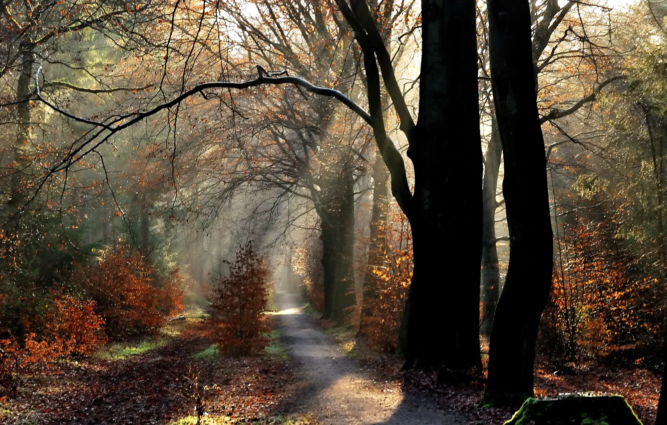 Фото обои осень, лес, лучи, деревья, тропа, утро, forest, Nature
