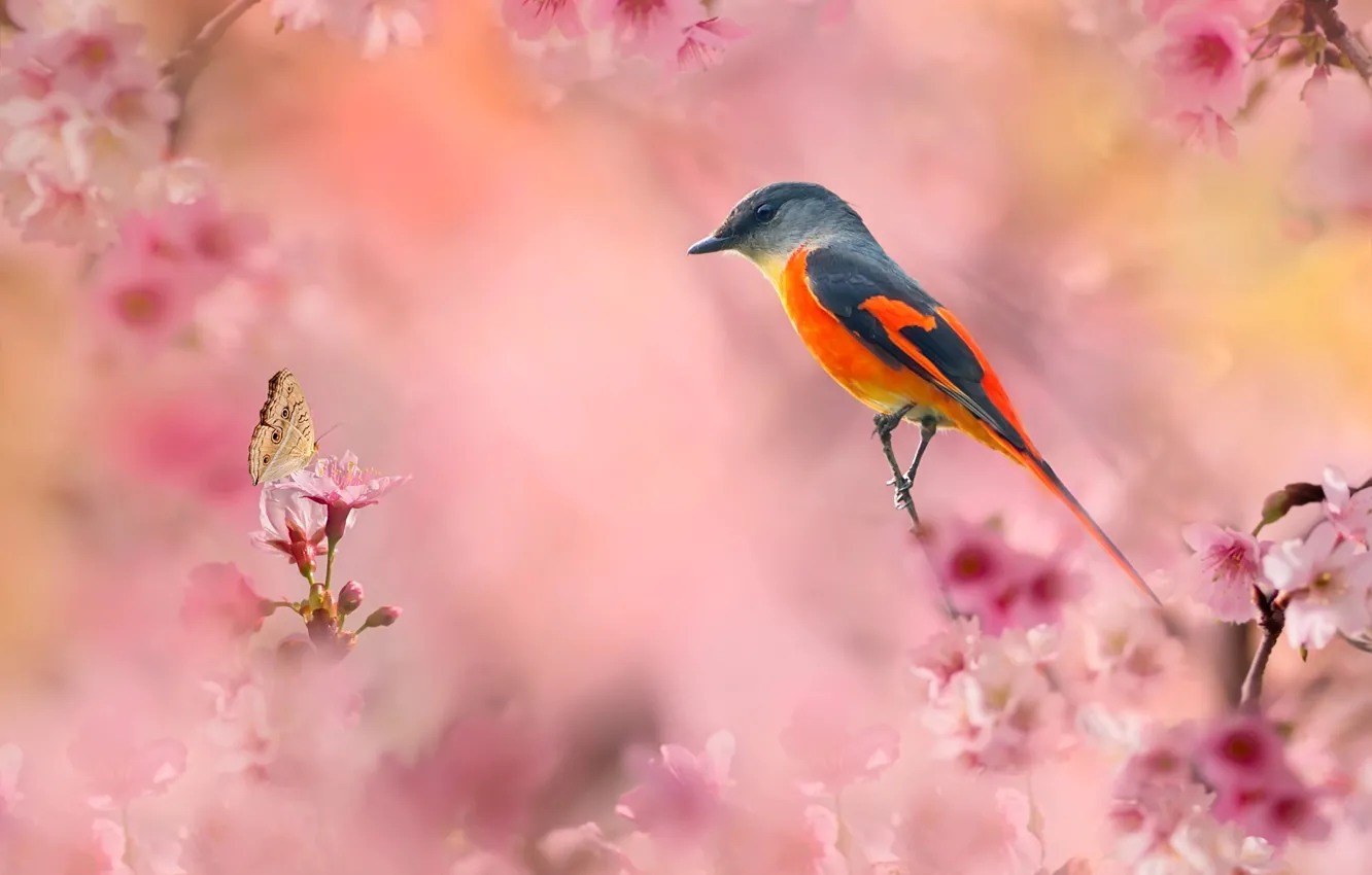 Фото обои ветки, природа, вишня, птица, бабочка, сакура, цветение, FuYi Chen