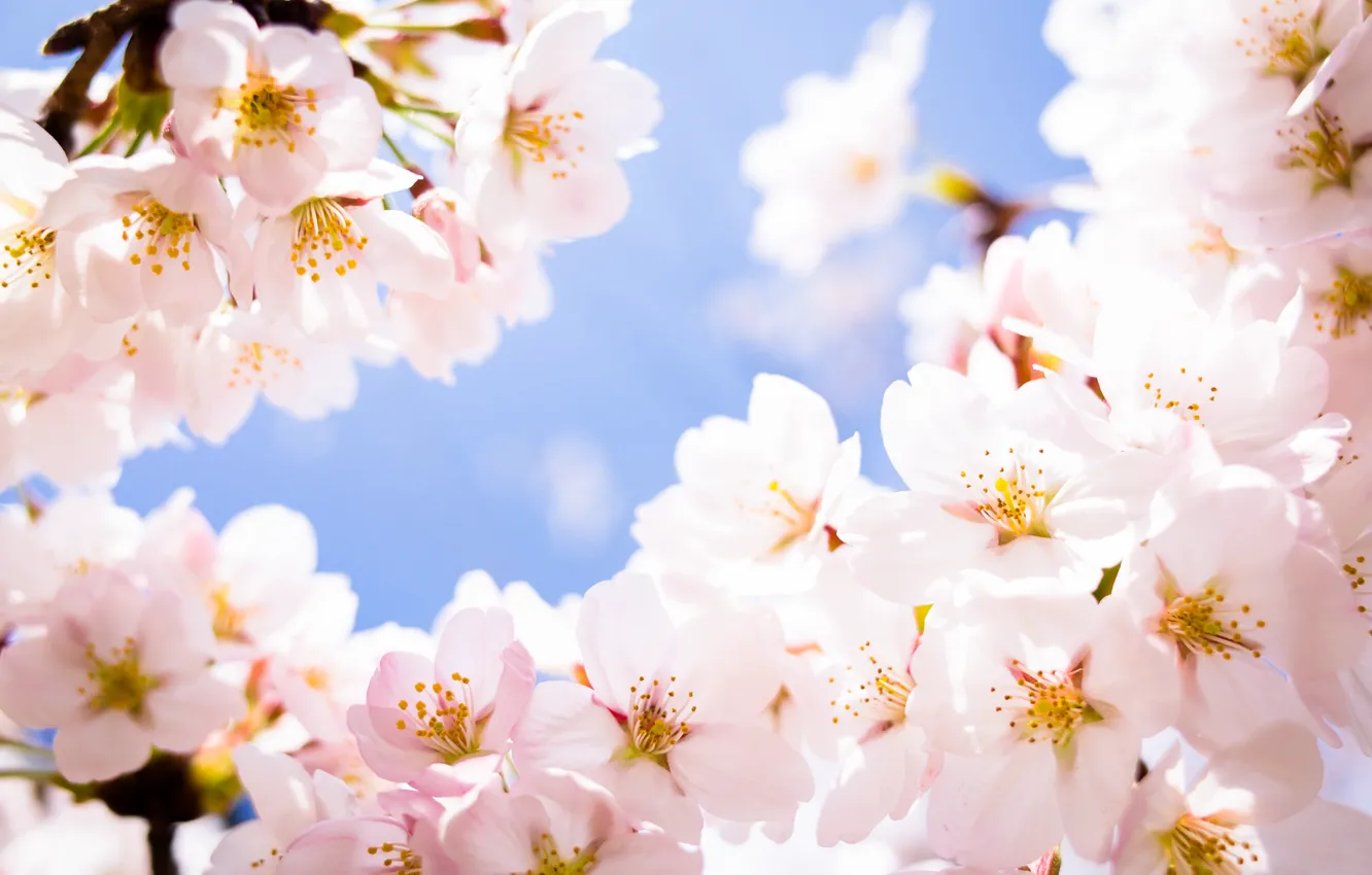 Фото обои цветы, вишня, ветка, весна, лепестки, сакура, цветение