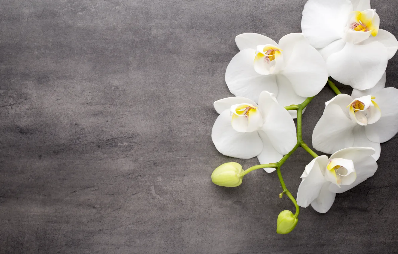 Фото обои цветы, белая, white, бутоны, орхидея, flowers, orchid