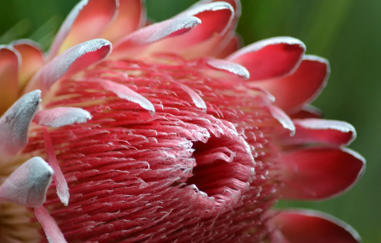 Фото обои цветок, природа, лепестки, protea cynaroides, king protea