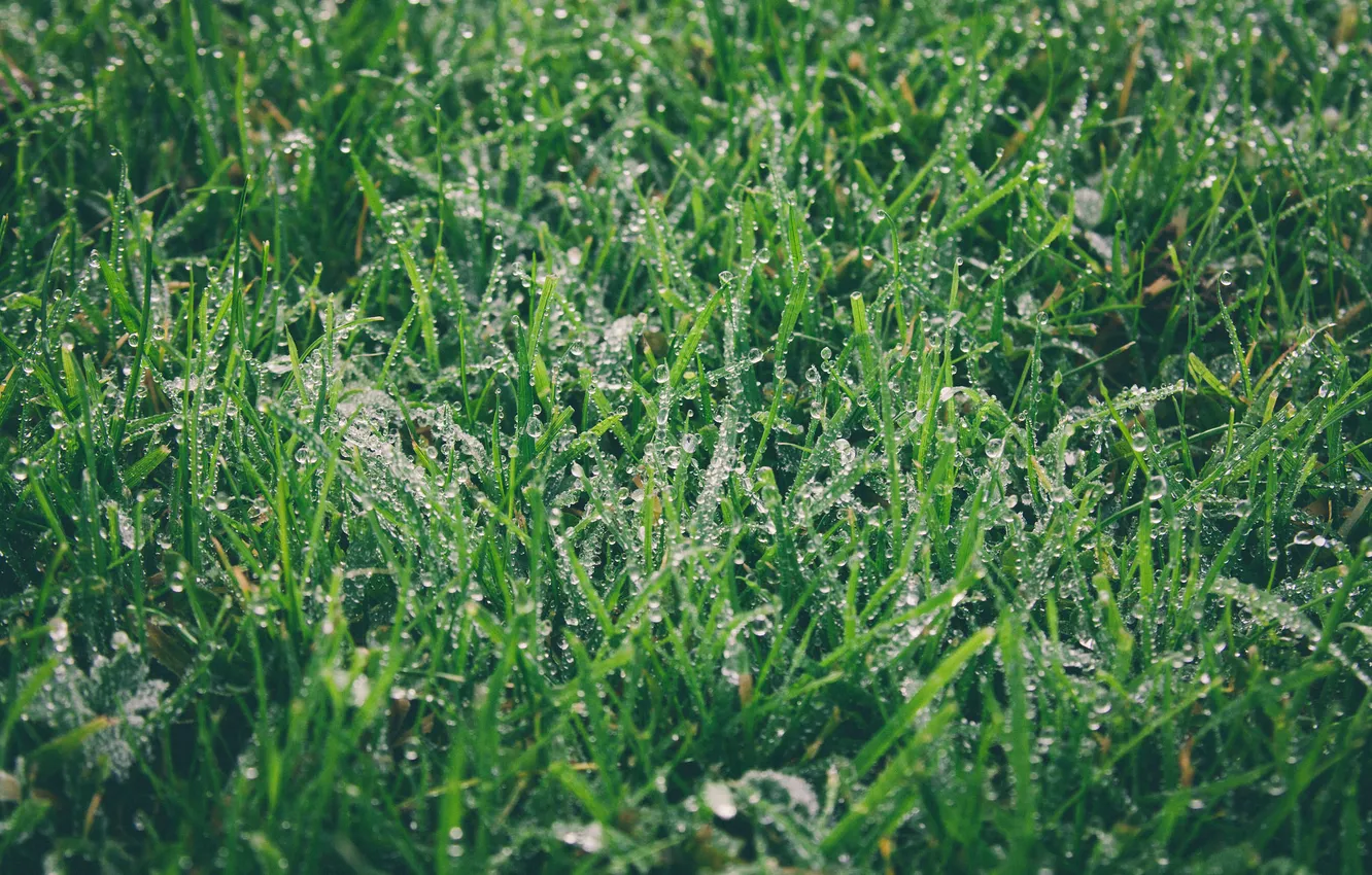 Фото обои зелень, трава, капли, роса, зеленая