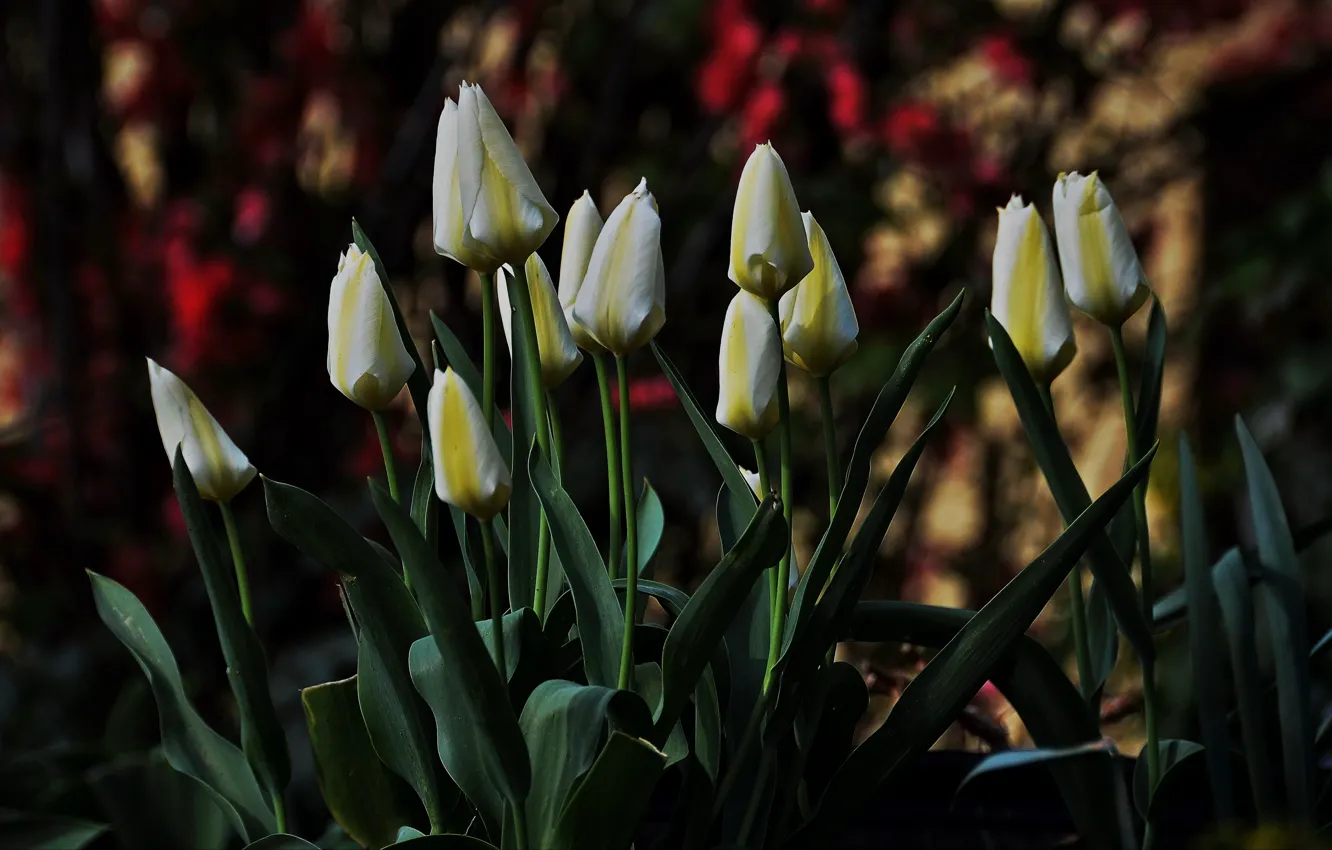 Фото обои Весна, Spring, White tulips, Белые тюльпаны
