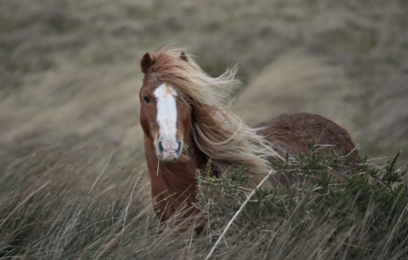 Фото обои природа, конь, ветер