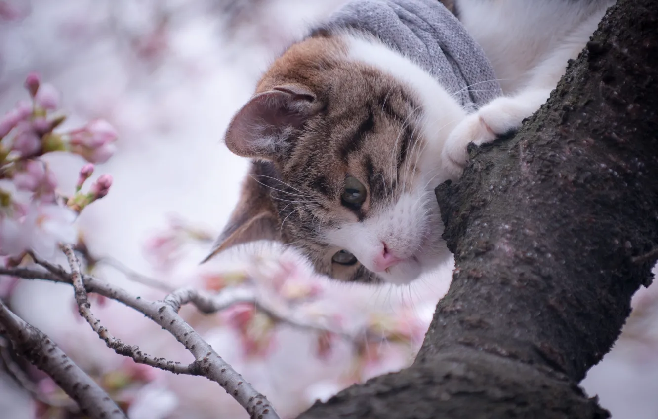 Фото обои кошка, дерево, весна