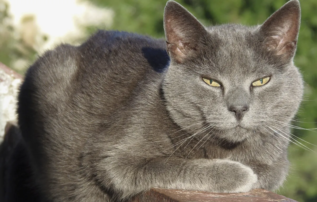 Фото обои кот, серый кот, кот на балконе, взрослый кот