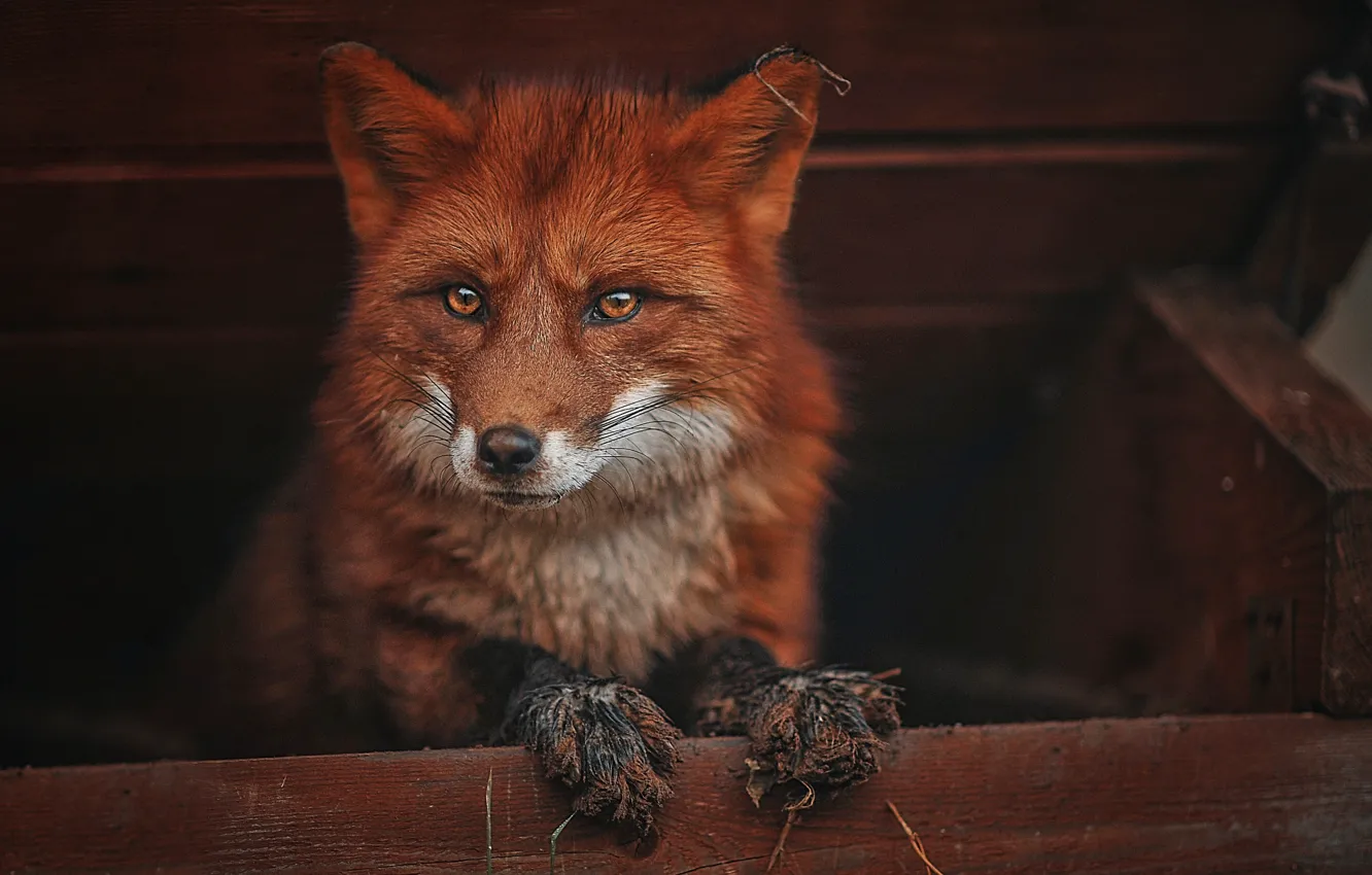 Фото обои животное, лиса, лисица, Ксения Лысенкова