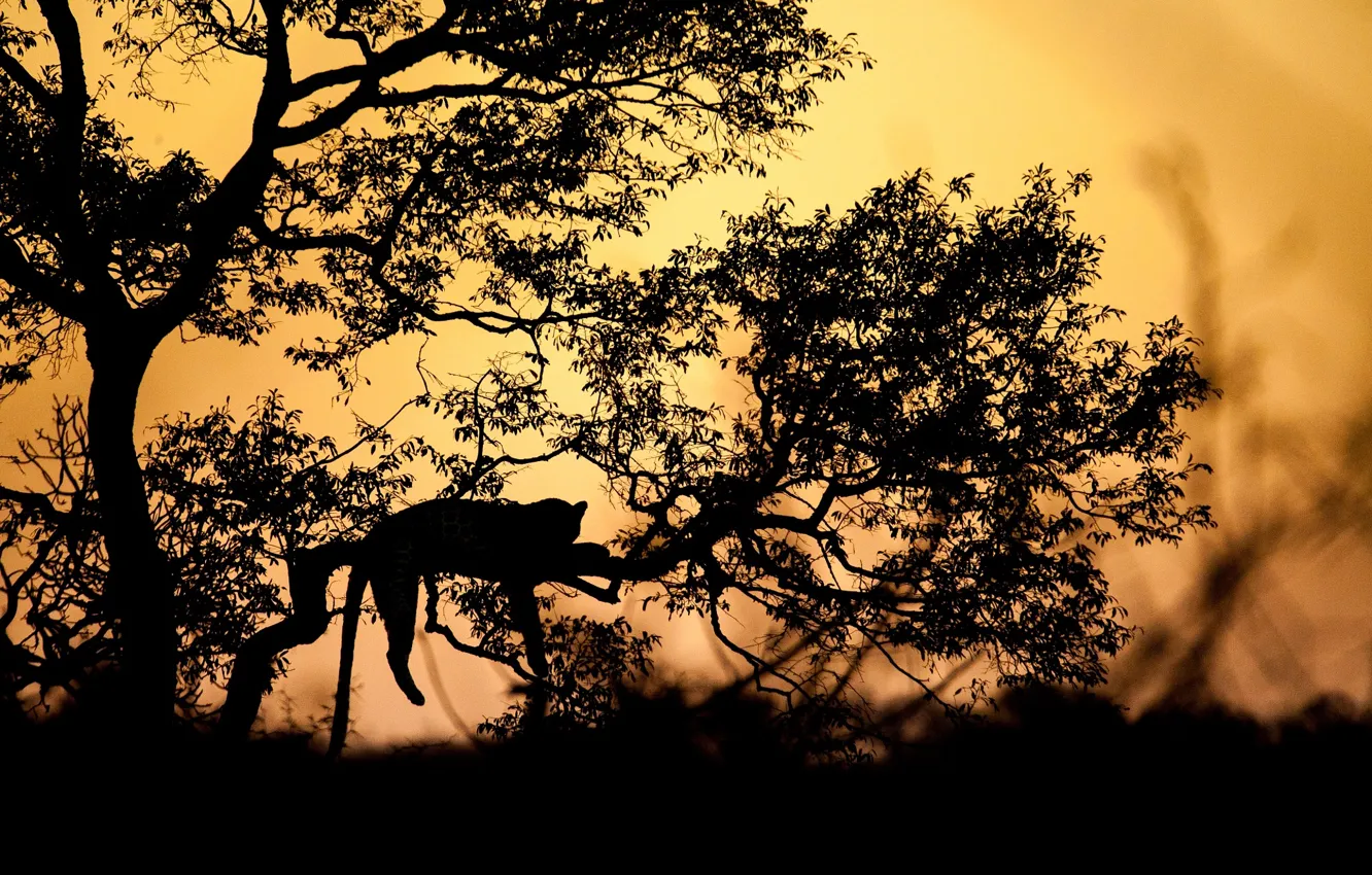 Фото обои закат, ветки, дерево, вечер, силуэт, леопард