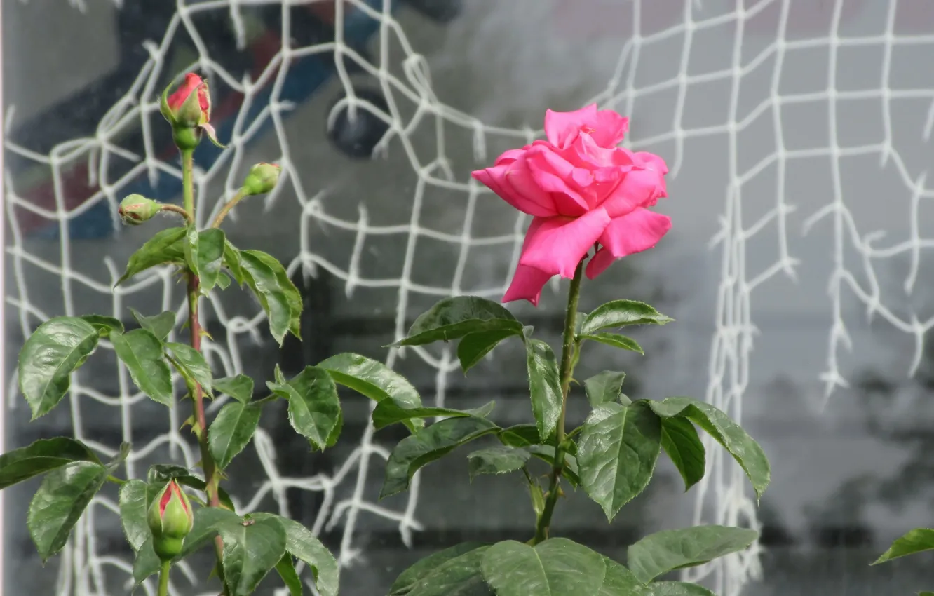 Фото обои сеть, розы, окно, Mamala ©, лето 2018