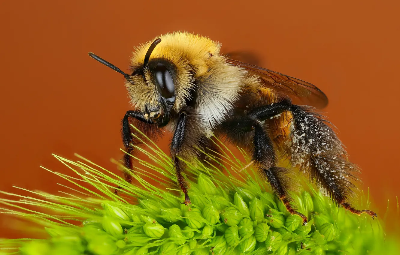 Фото обои макро, пчела, фон, пыльца, растение, насекомое, шмель