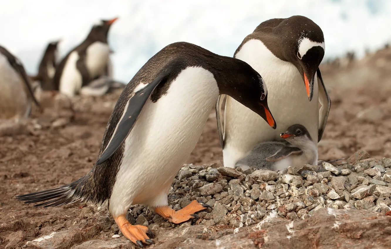 Фото обои природа, пингвины, Антарктика
