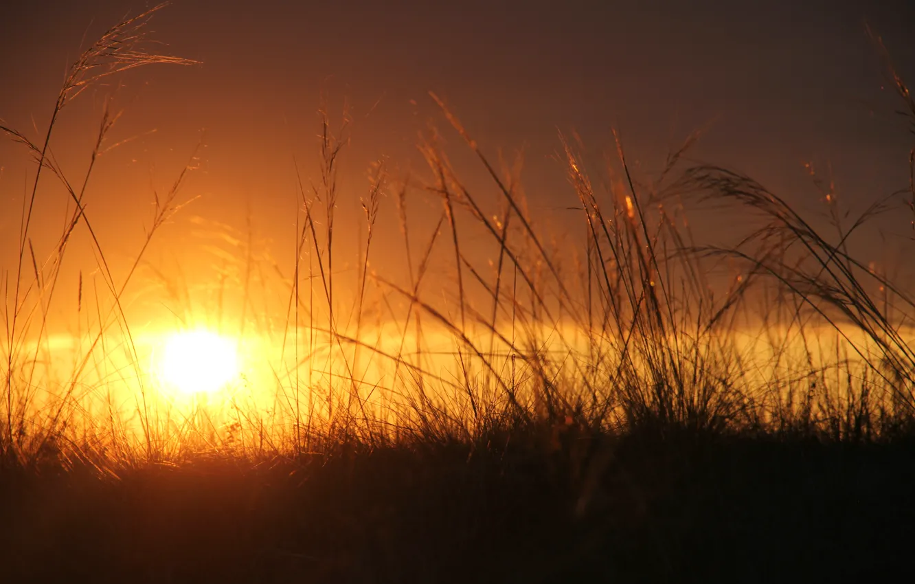 Фото обои трава, закат, 13 Apostle, шемонаиха