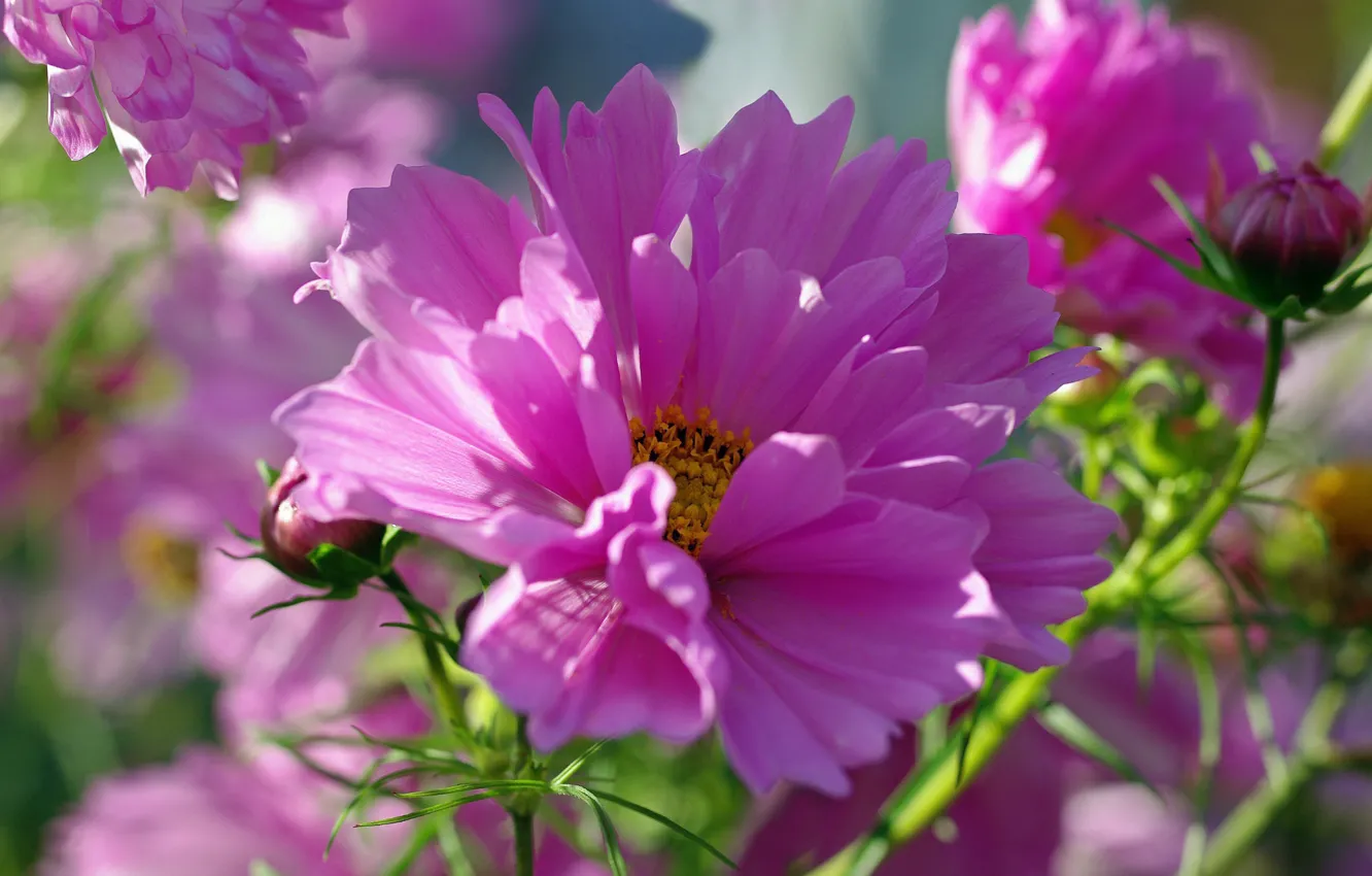 Фото обои цветы, красота, растения, флора, розовый цвет, космея, однолетники, лето природа