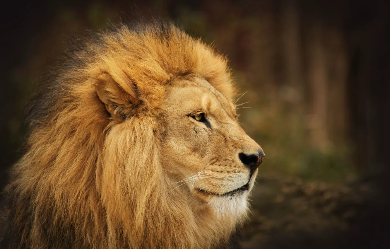 Фото обои лев, царь, грива