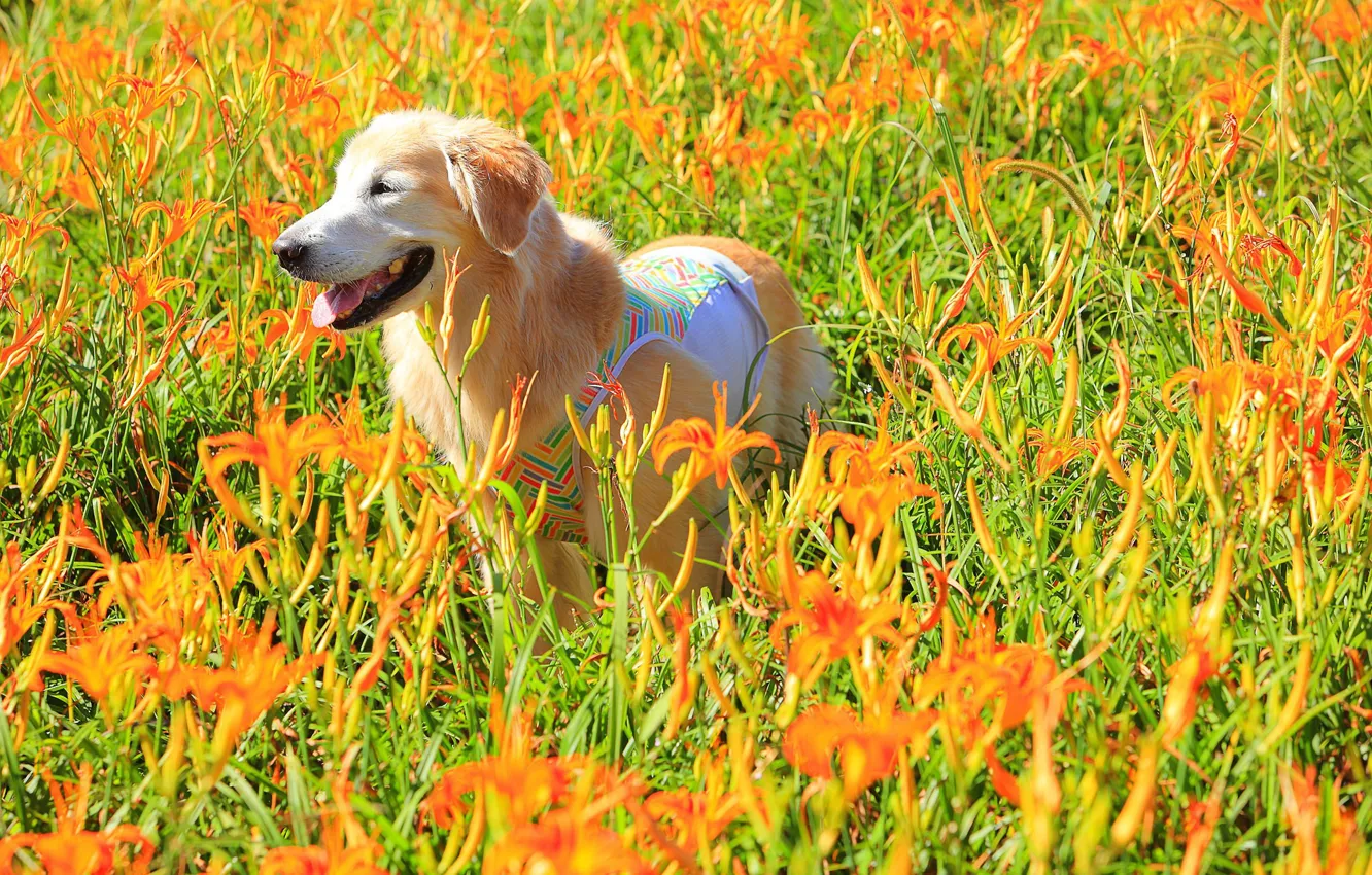 Фото обои поле, цветы, собака, луг, лилейники
