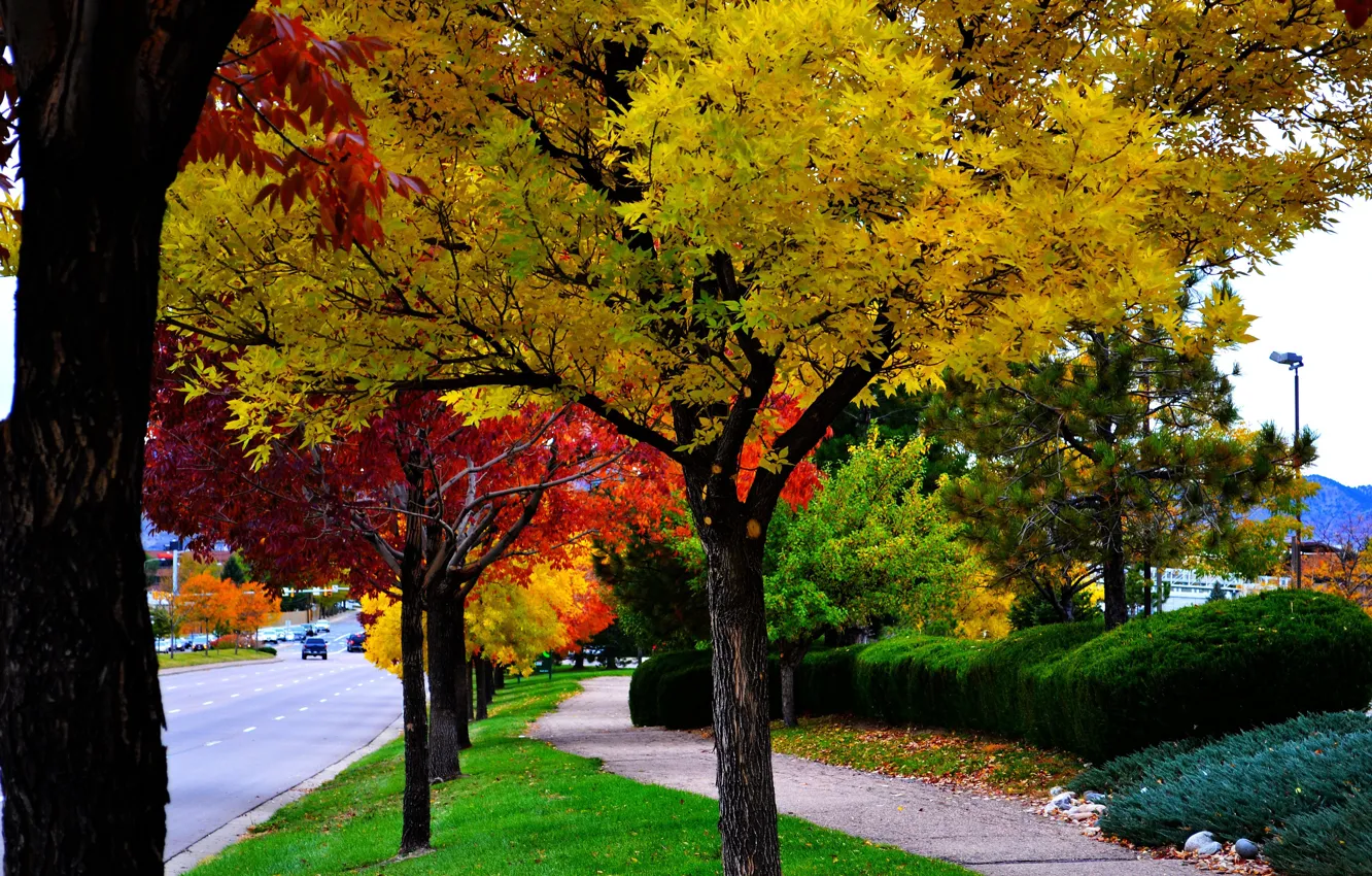 Фото обои деревья, улица, colors, Осень, trees, autumn, fall, streest