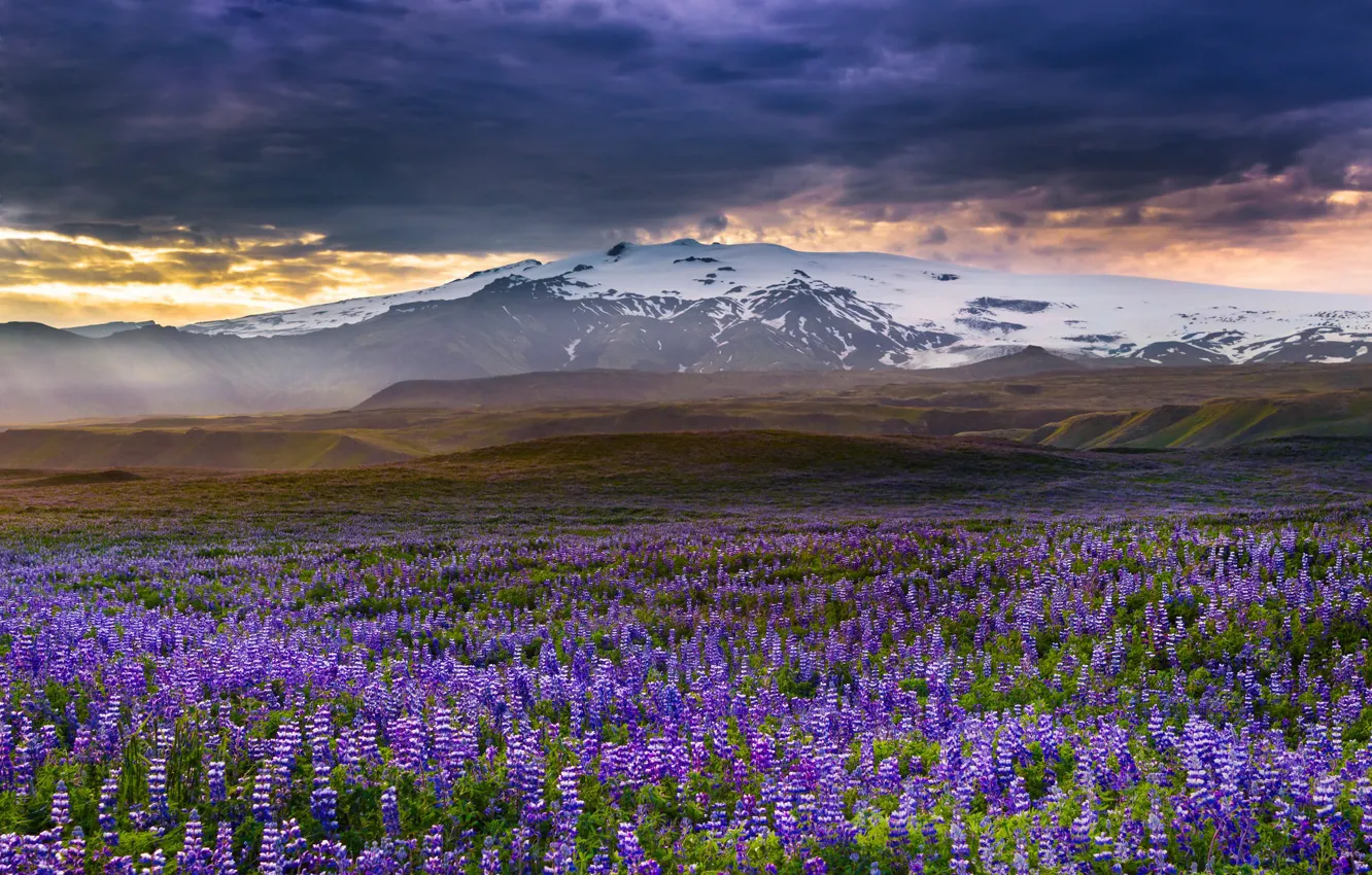 Фото обои цветы, горы, луг, Исландия, Iceland, люпины, Rangarvallasysla