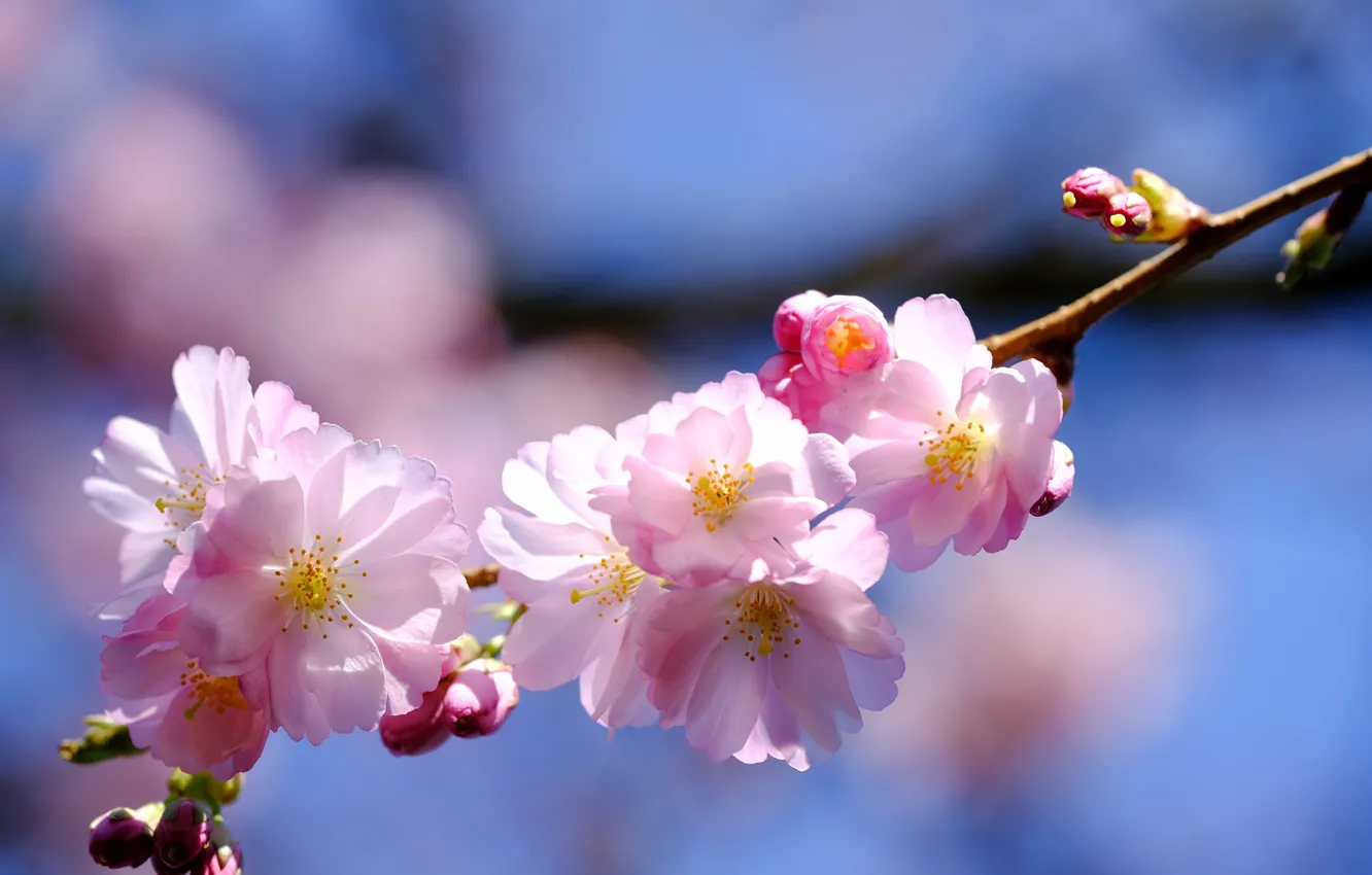 Фото обои свет, цветы, ветка, весна, сакура, розовые, бутоны, цветение
