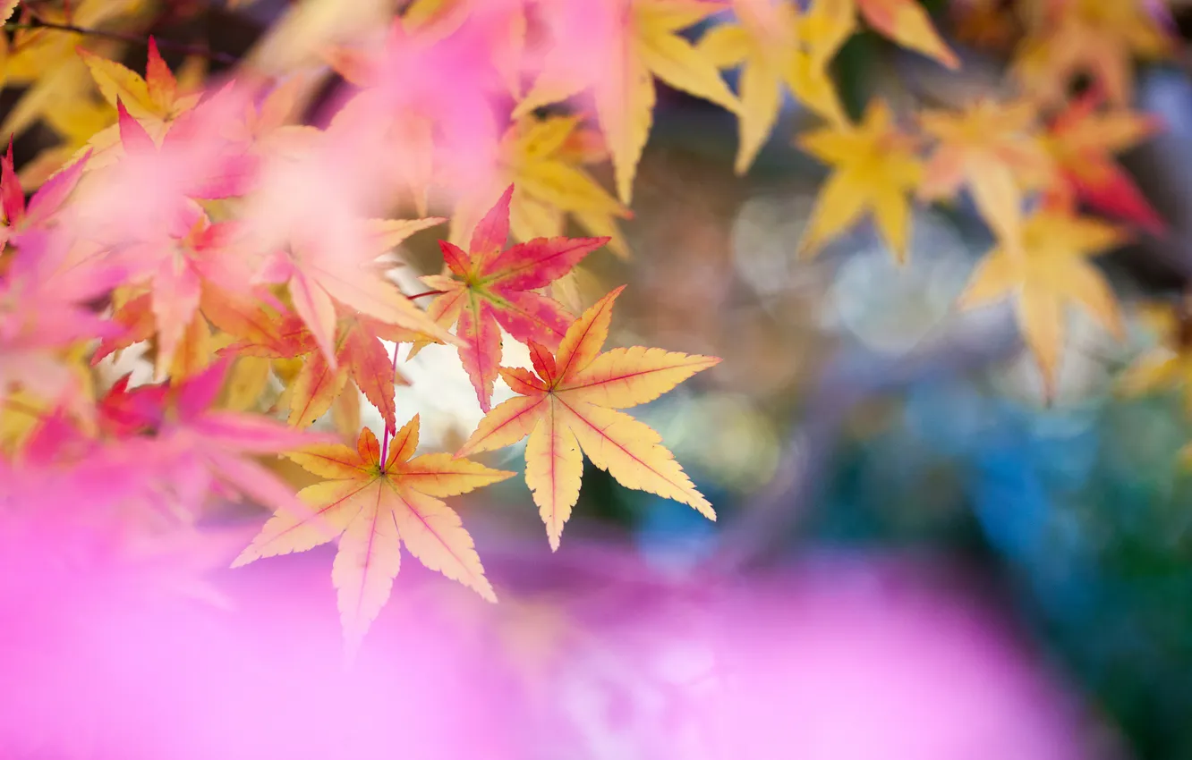 Фото обои листья, природа, цвет, размытость