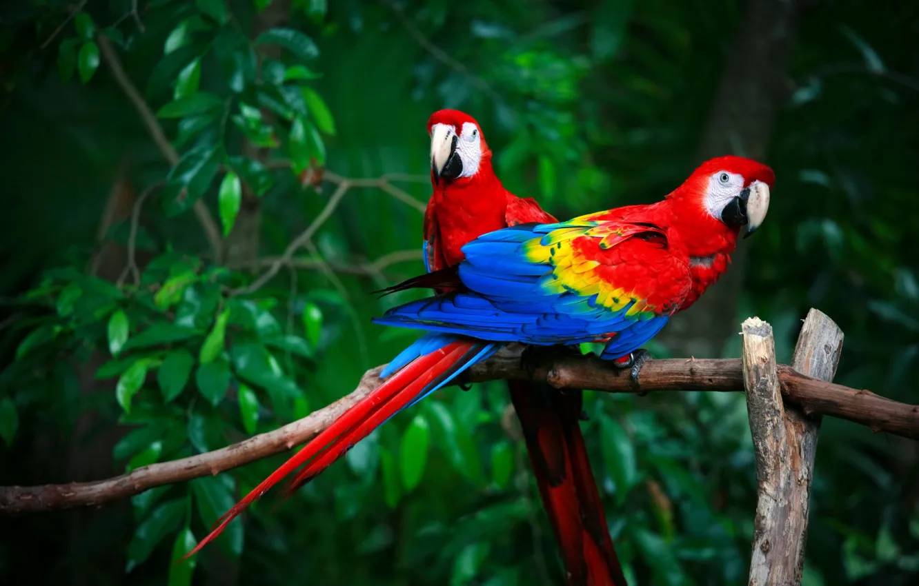 Фото обои птицы, пара, попугаи, Красный ара