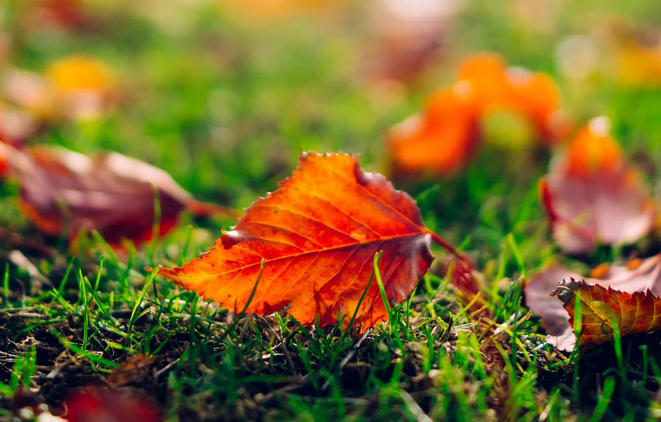 Фото обои осень, трава, листья, макро, природа, лист, оранжевые