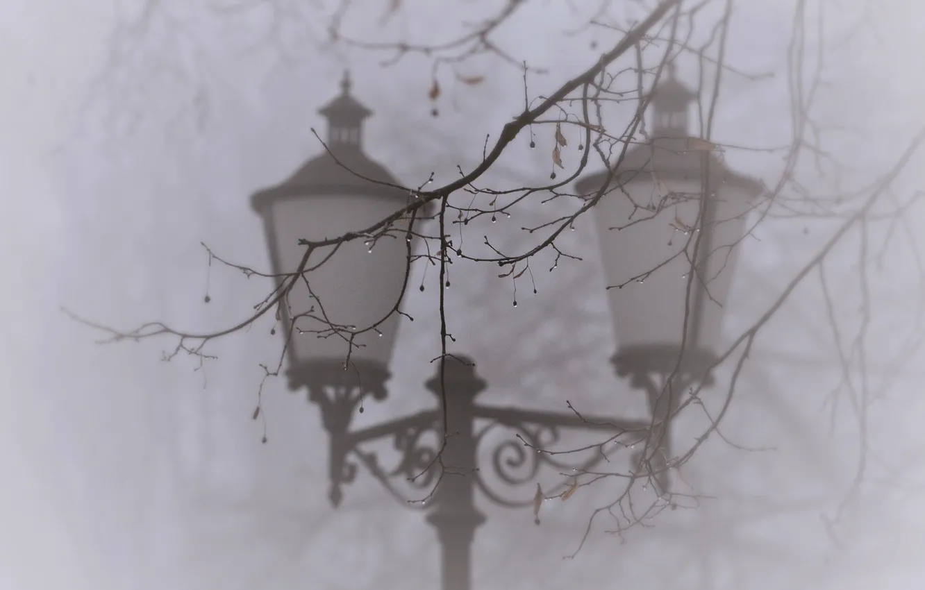 Фото обои капли, макро, природа, туман, дерево, ветка, фонарь