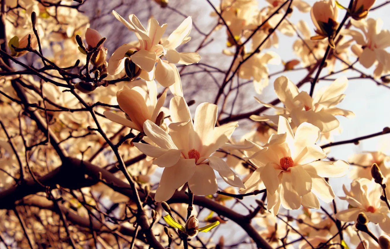 Фото обои макро, свет, деревья, цветы, ветви, весна, лепестки, светлые