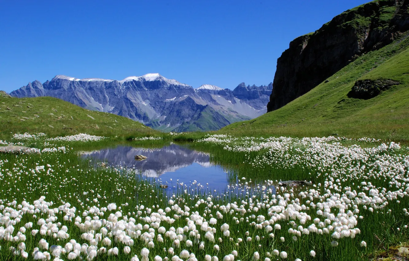 Фото обои лето, пейзаж, цветы, горы, озеро, Природа